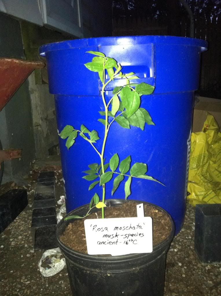  photo IMG_0187_zpsb02ce9bc.jpg